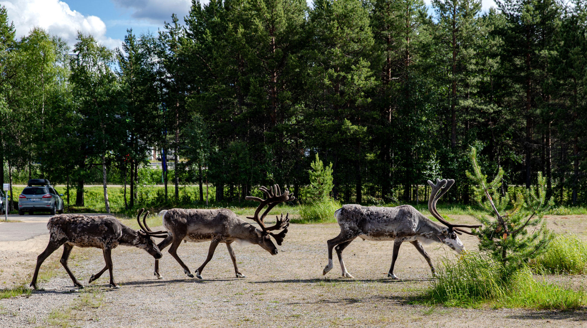 Inari (Photo license: CC BY 2.0)